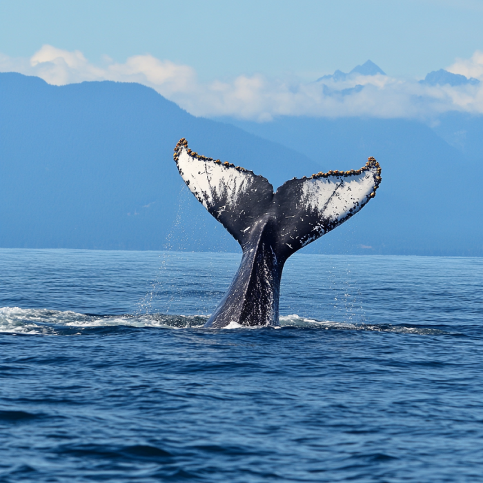 Port Hardy Whale Watching