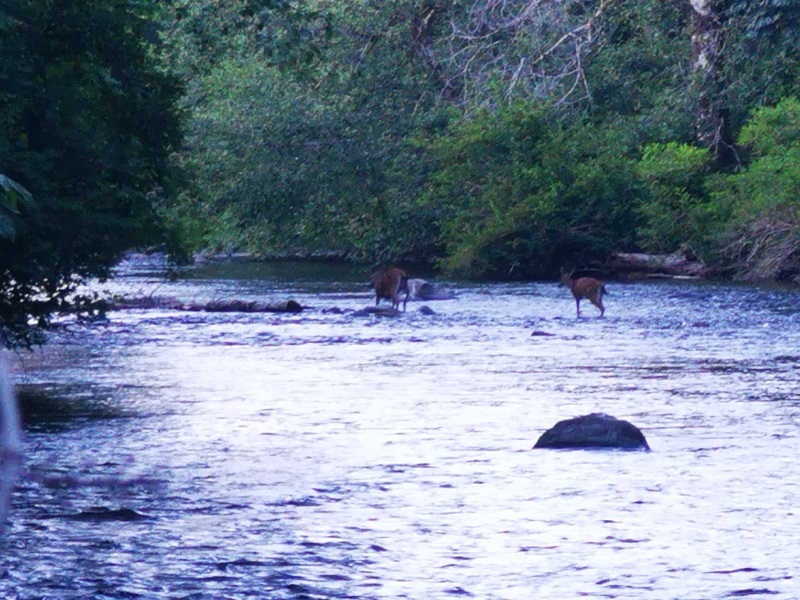 Deer Falls