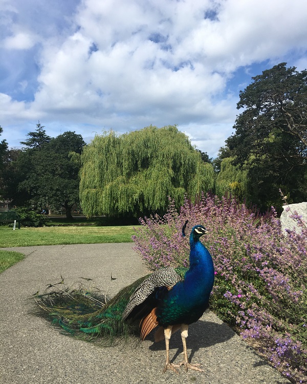 Chinese Memorial Gardens Park