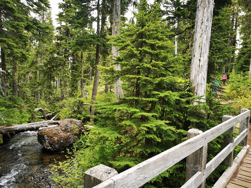 Camping in French Beach Provincial Park Campground