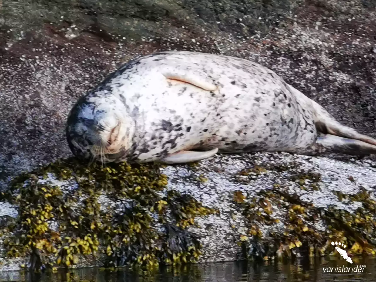 A sea lion resting on the rocks near the water,  Vancouver Island