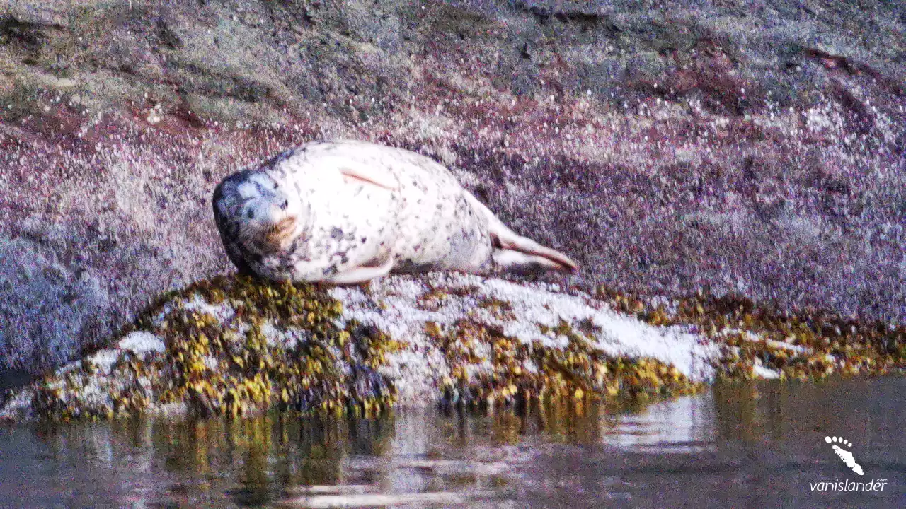 A sea lion resting on the rocks near the water,  Vancouver Island