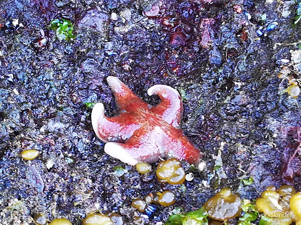 A Starfish resting on the rock around the lake in Nanaimo