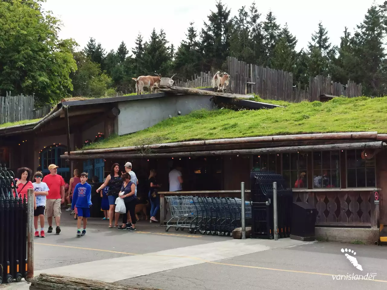 Goats on the roof - Parksville, Vancouver Island