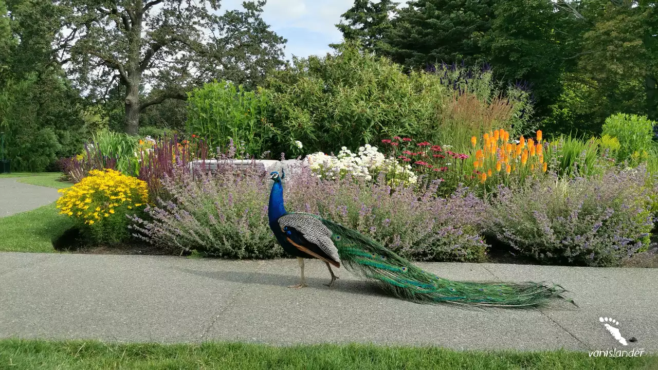 View of Garden & a peacock in Victoria,  Vancouver Island