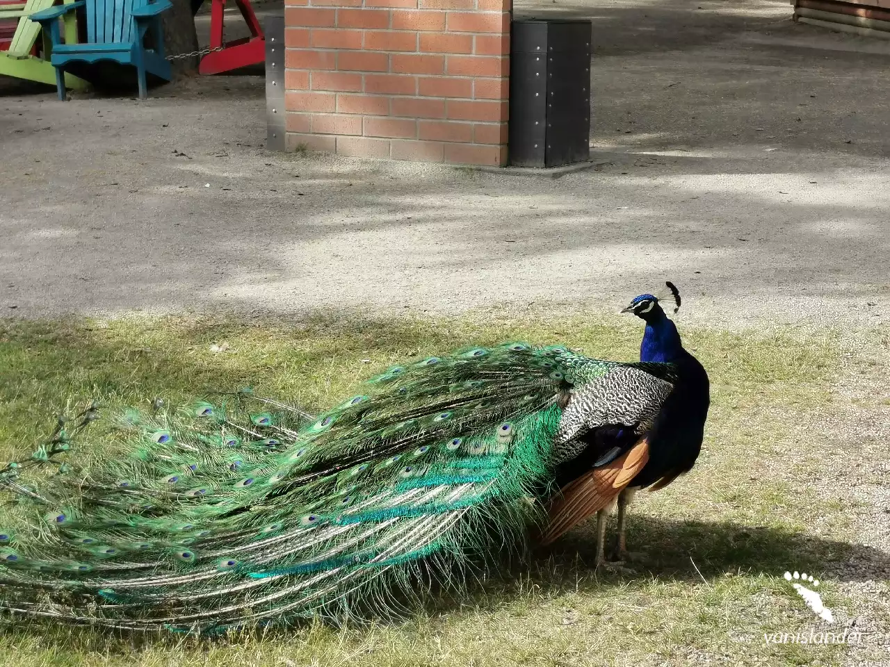 View of a Peacock in Victoria,  Vancouver Island