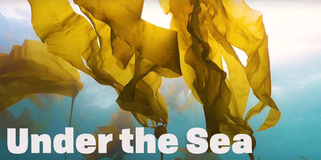 What We Love: Life in the Sea