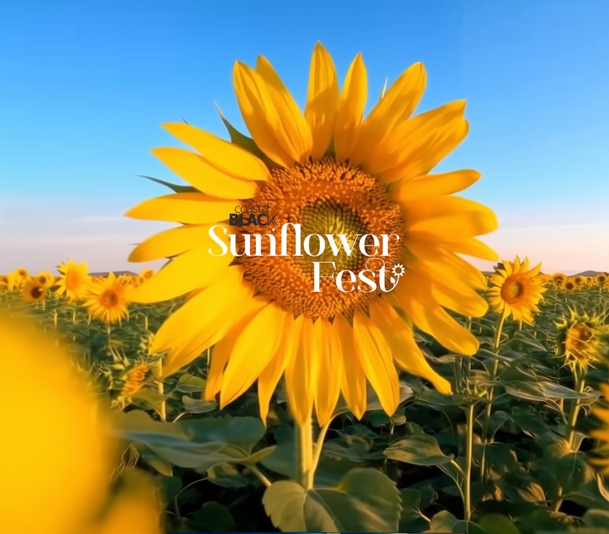 Coastal Black Sunflower Fest