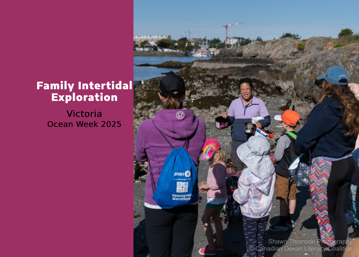 Family Intertidal Exploration in Victoria