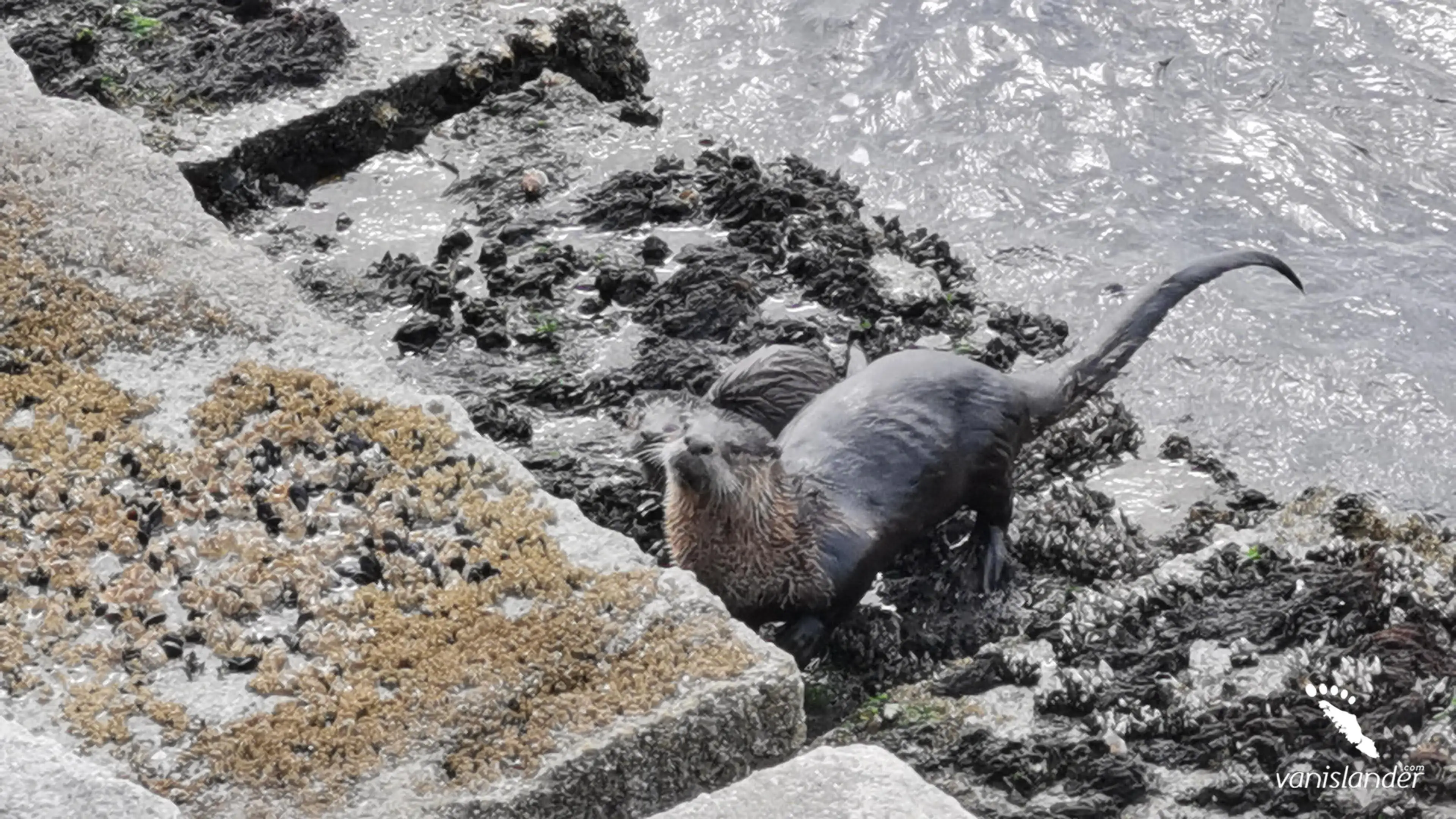 Octopus Point Bc Vancouver Island Photo Gallery