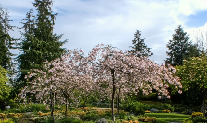 Chinese Memorial Gardens Park