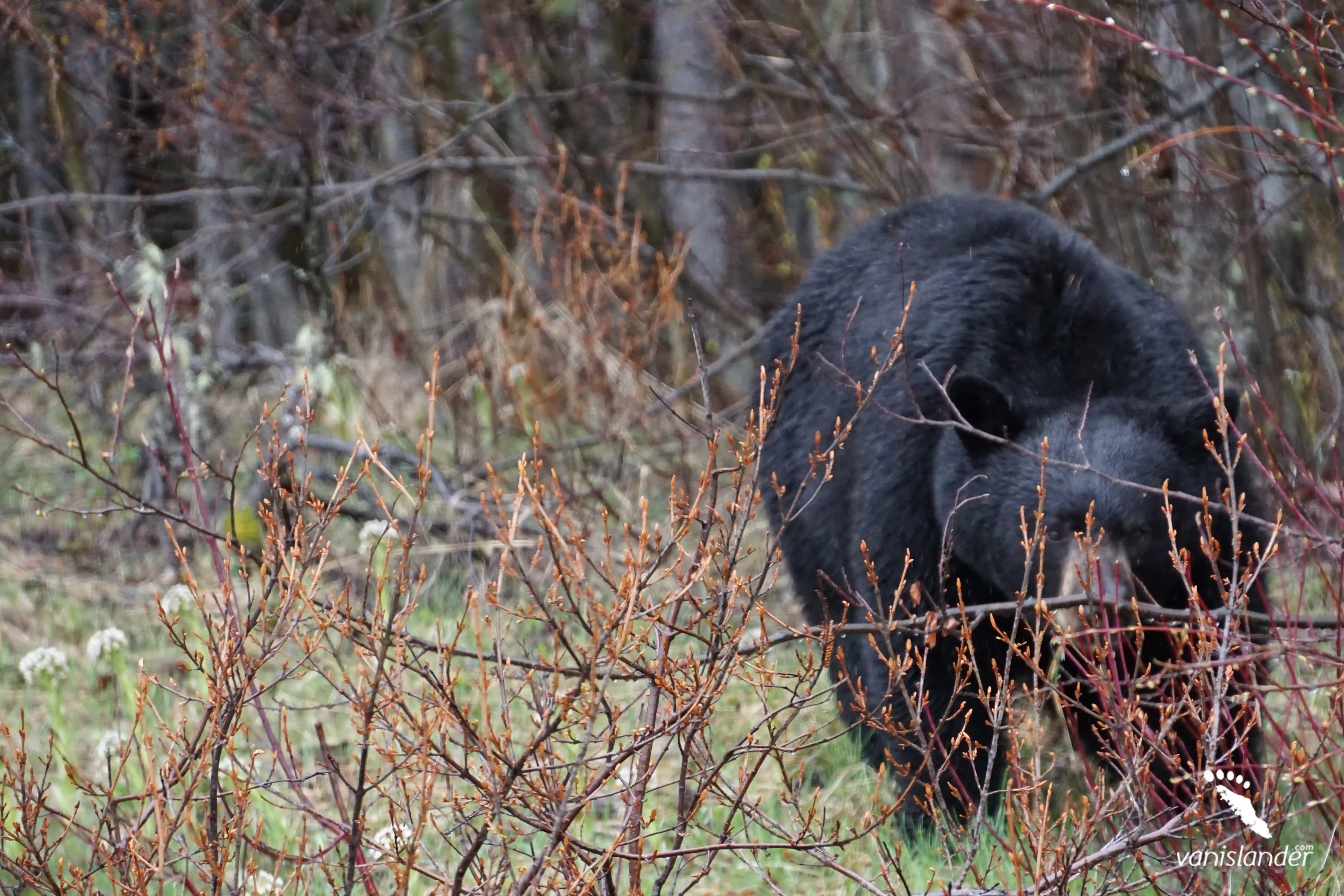 Port Alberni Black Bear Hunting Tour 2026
