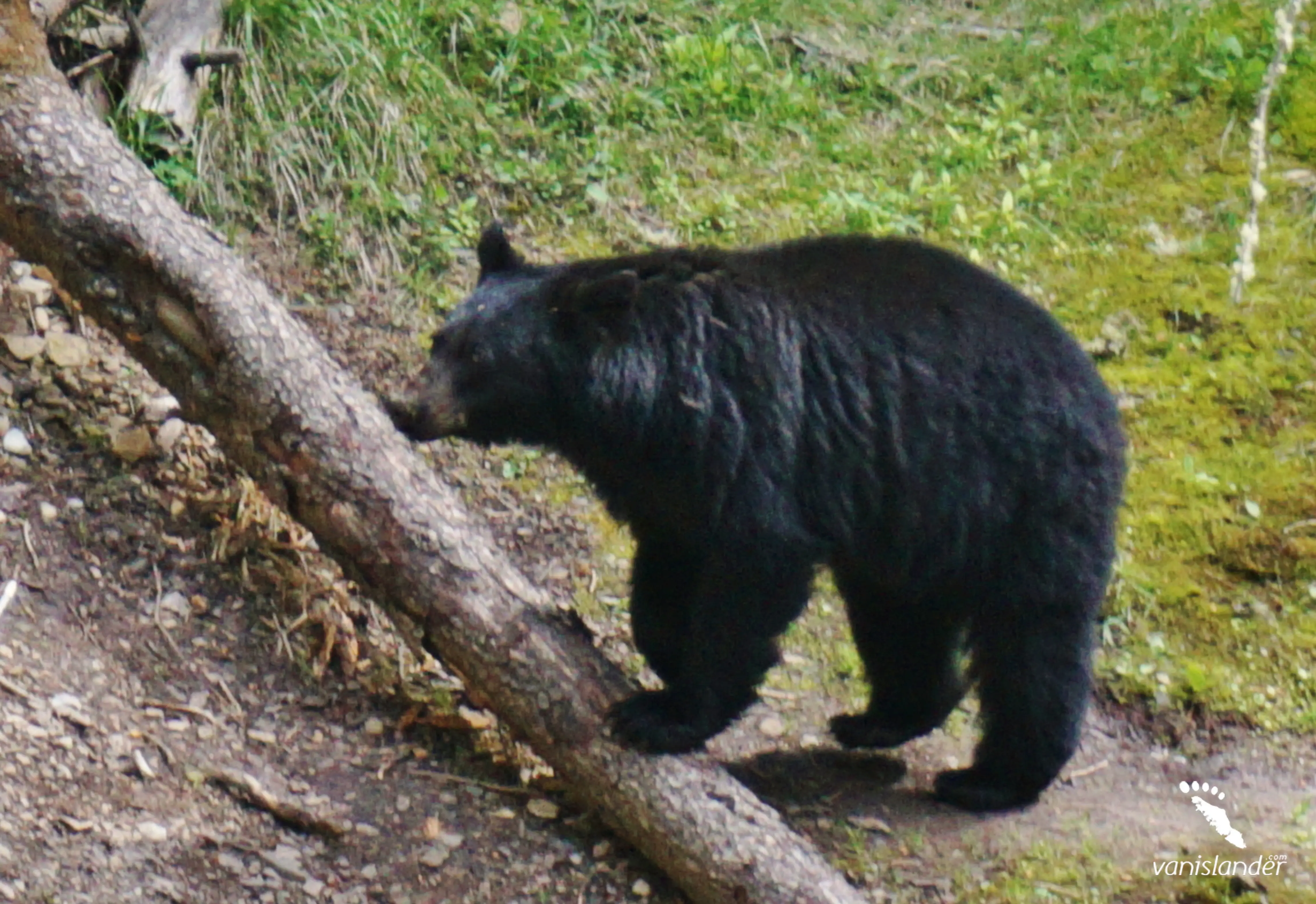 Black Bear Tracking & Salmon Run Adventure Tour